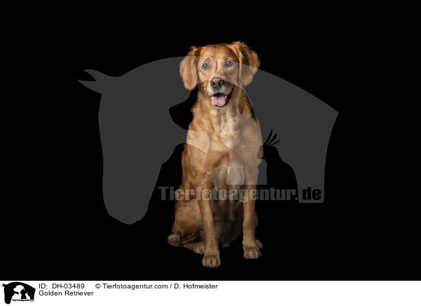 Golden Retriever / Golden Retriever / DH-03489