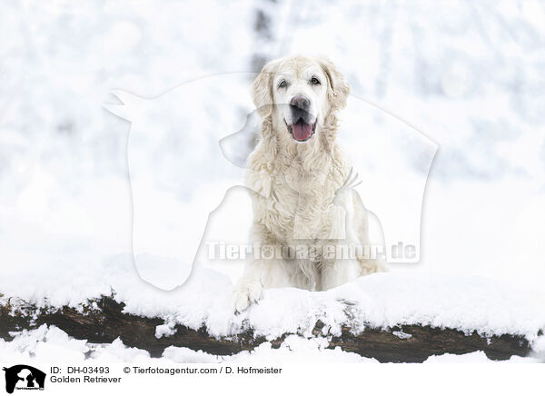 Golden Retriever / Golden Retriever / DH-03493