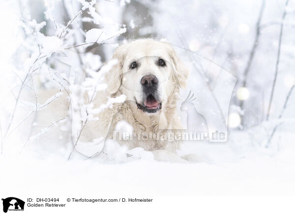 Golden Retriever / Golden Retriever / DH-03494