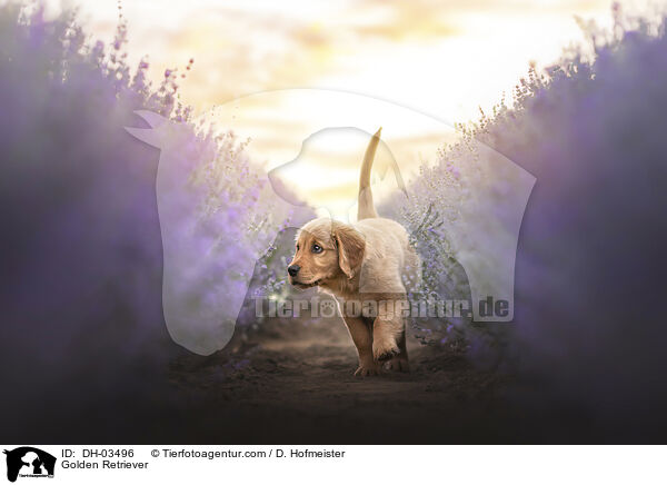 Golden Retriever / Golden Retriever / DH-03496