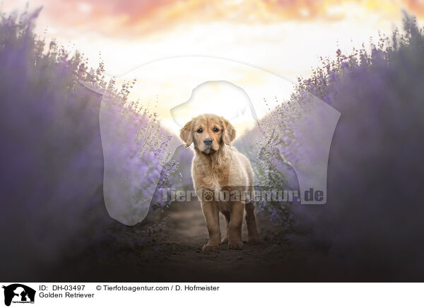 Golden Retriever / Golden Retriever / DH-03497