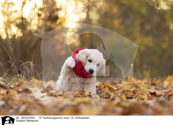 Golden Retriever / Golden Retriever / DH-03503