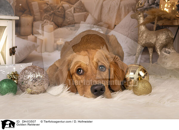 Golden Retriever / Golden Retriever / DH-03507