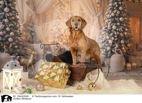 Golden Retriever / Golden Retriever / DH-03508