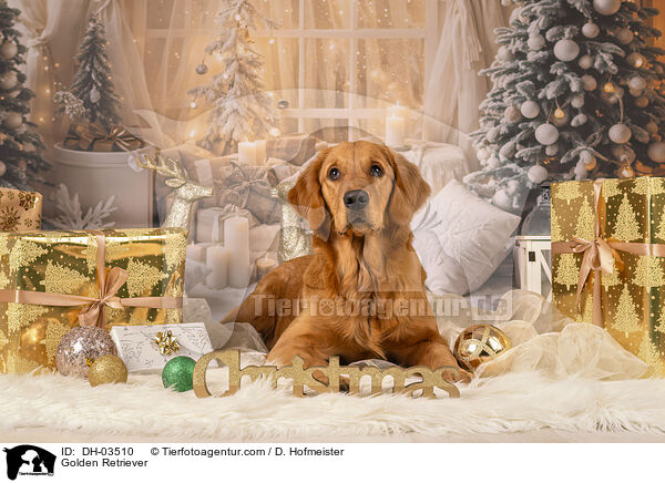 Golden Retriever / Golden Retriever / DH-03510