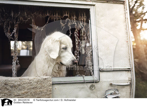 Golden Retriever / Golden Retriever / DH-03516