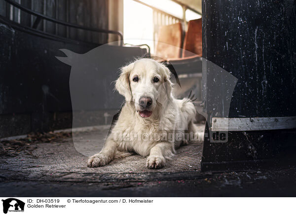 Golden Retriever / Golden Retriever / DH-03519