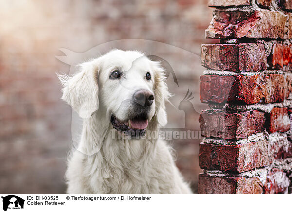 Golden Retriever / Golden Retriever / DH-03525