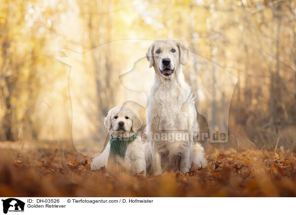 Golden Retriever / Golden Retriever / DH-03526