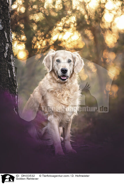 Golden Retriever / Golden Retriever / DH-03532