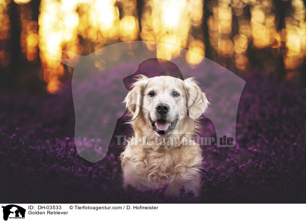 Golden Retriever / Golden Retriever / DH-03533