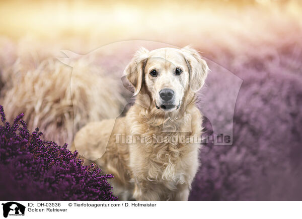 Golden Retriever / Golden Retriever / DH-03536