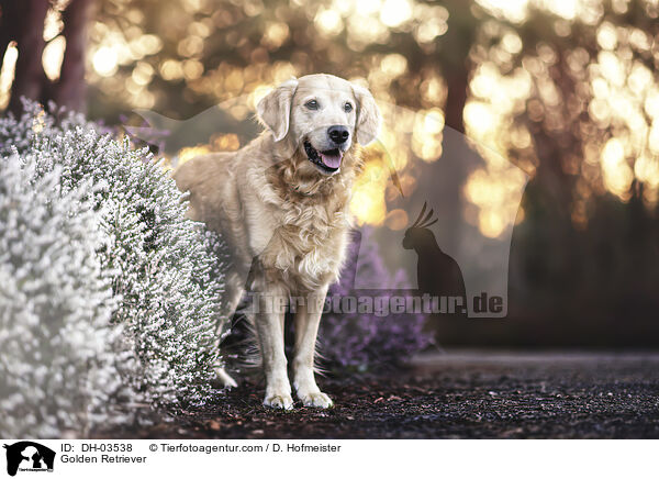 Golden Retriever / Golden Retriever / DH-03538