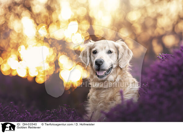 Golden Retriever / Golden Retriever / DH-03540