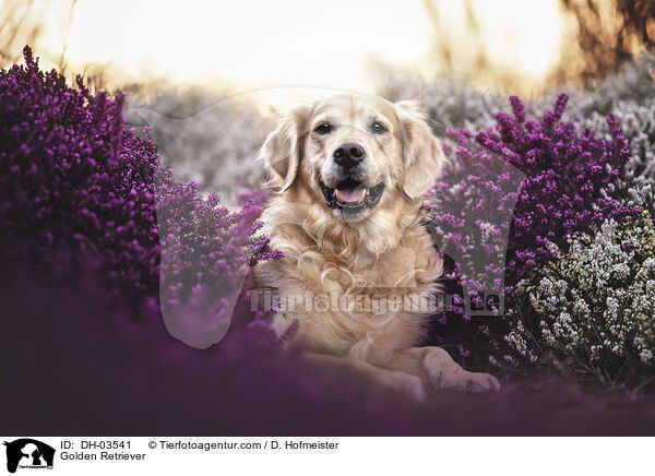 Golden Retriever / Golden Retriever / DH-03541