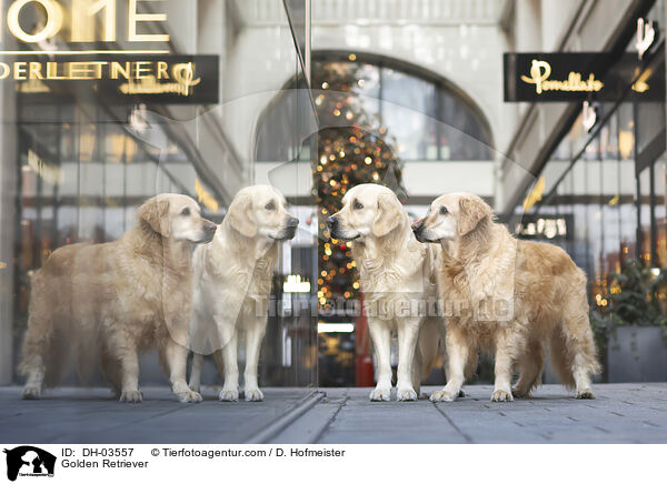 Golden Retriever / Golden Retriever / DH-03557