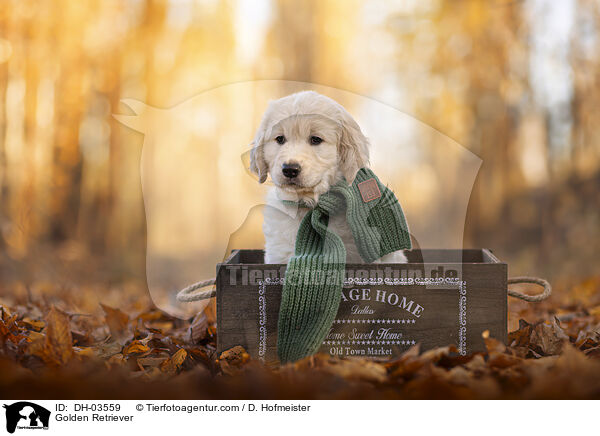 Golden Retriever / Golden Retriever / DH-03559