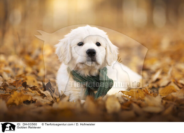 Golden Retriever / Golden Retriever / DH-03560