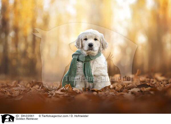 Golden Retriever / Golden Retriever / DH-03561