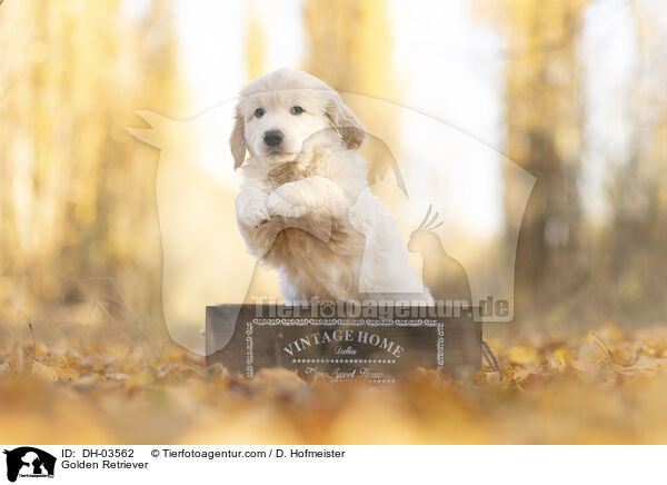 Golden Retriever / Golden Retriever / DH-03562