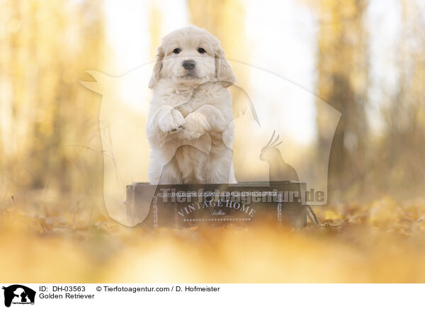 Golden Retriever / Golden Retriever / DH-03563