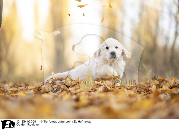 Golden Retriever / Golden Retriever / DH-03569