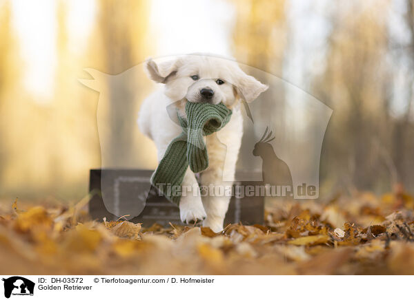 Golden Retriever / Golden Retriever / DH-03572