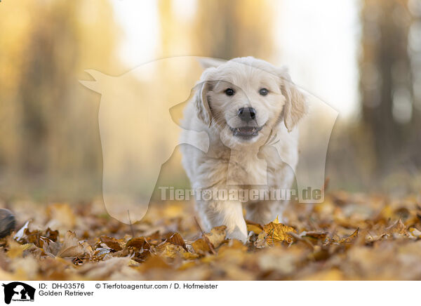 Golden Retriever / Golden Retriever / DH-03576