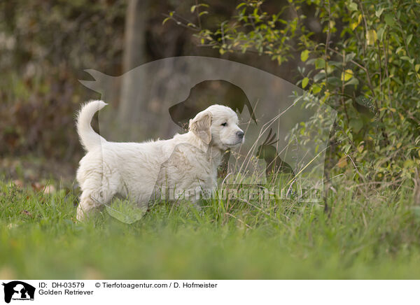 Golden Retriever / Golden Retriever / DH-03579