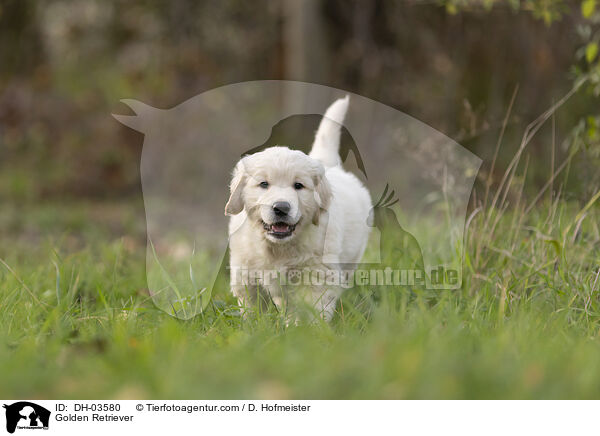 Golden Retriever / Golden Retriever / DH-03580