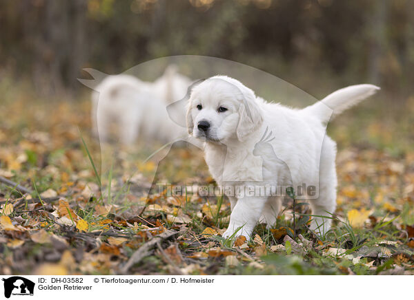 Golden Retriever / Golden Retriever / DH-03582