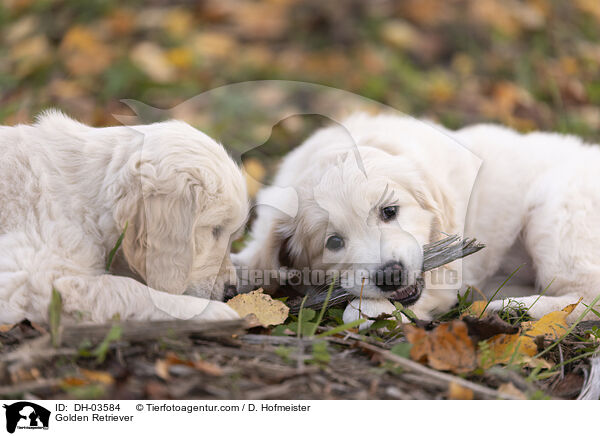 Golden Retriever / Golden Retriever / DH-03584