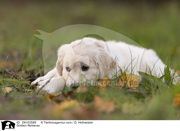 Golden Retriever / Golden Retriever / DH-03586