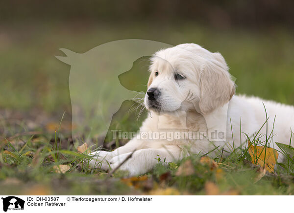 Golden Retriever / Golden Retriever / DH-03587