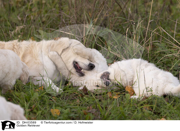 Golden Retriever / Golden Retriever / DH-03589