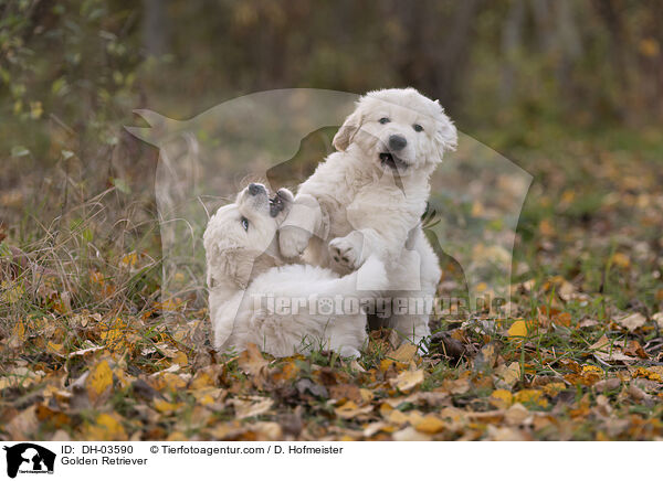 Golden Retriever / Golden Retriever / DH-03590