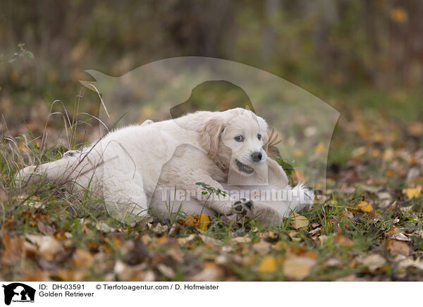 Golden Retriever / Golden Retriever / DH-03591