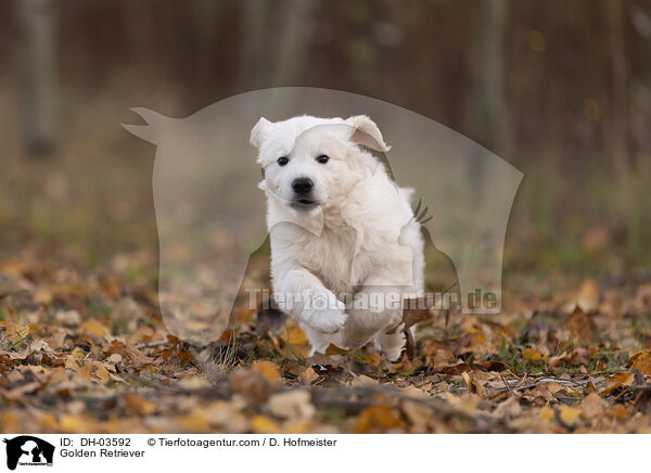 Golden Retriever / Golden Retriever / DH-03592