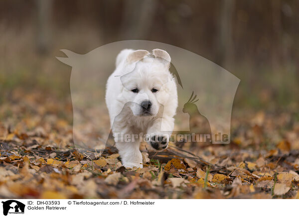 Golden Retriever / Golden Retriever / DH-03593