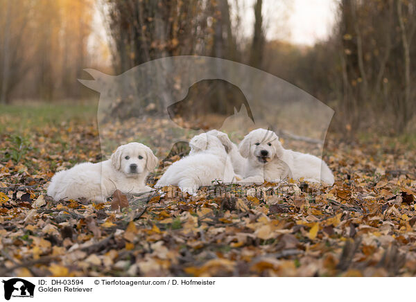 Golden Retriever / Golden Retriever / DH-03594