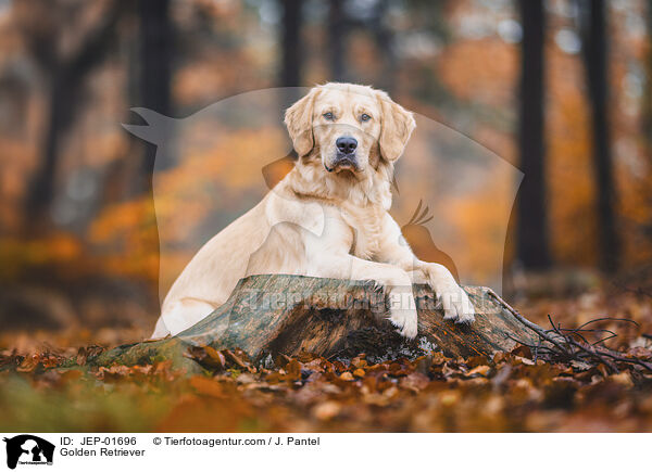 Golden Retriever / Golden Retriever / JEP-01696