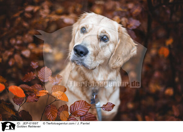 Golden Retriever / Golden Retriever / JEP-01697