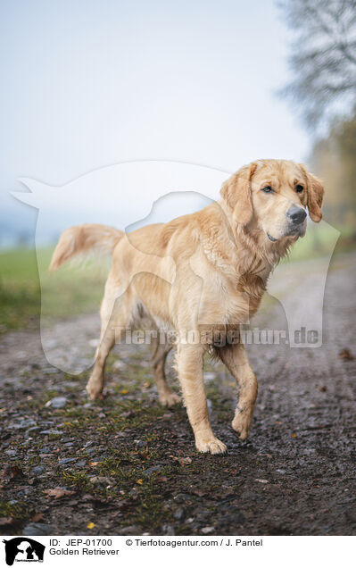 Golden Retriever / Golden Retriever / JEP-01700