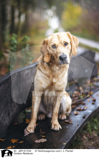 Golden Retriever / Golden Retriever / JEP-01702