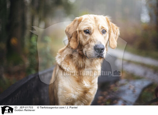 Golden Retriever / Golden Retriever / JEP-01703