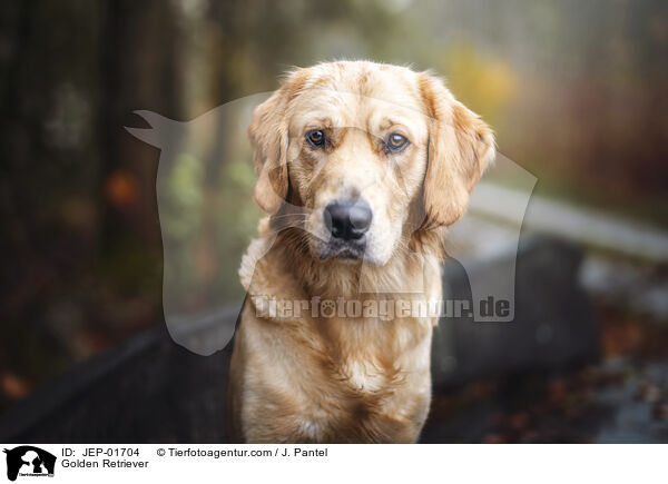 Golden Retriever / Golden Retriever / JEP-01704