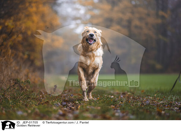 Golden Retriever / Golden Retriever / JEP-01705