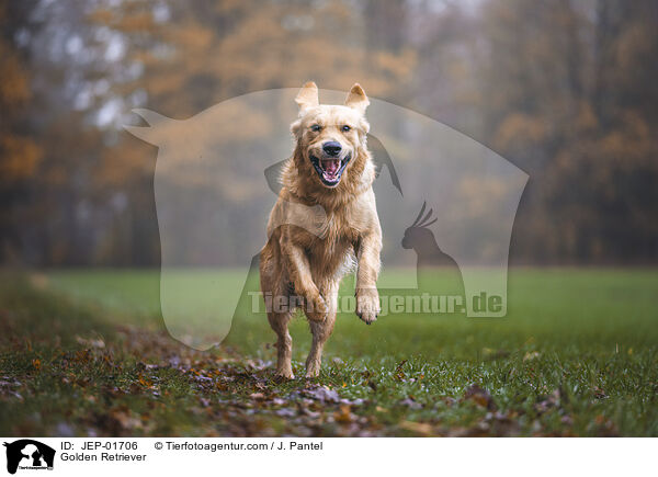 Golden Retriever / Golden Retriever / JEP-01706