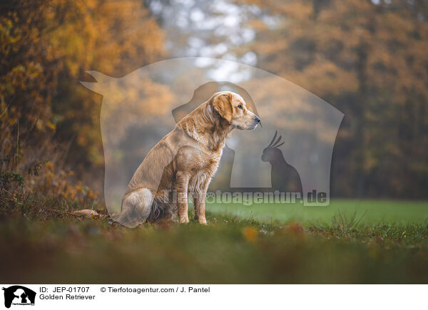 Golden Retriever / Golden Retriever / JEP-01707