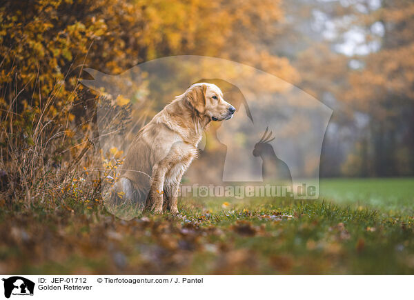 Golden Retriever / Golden Retriever / JEP-01712